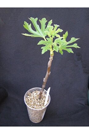 50 Ml Bitki Köklendirme Hormonu + 6 Litre Köklendirme Perliti Ve Eğitim Kılavuzu