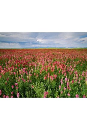 2000 Adet Yem Bitkisi Korunga Tohumu