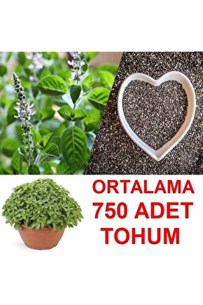 Ortalama 750 Adet Yeşil Top Reyhan Tohumu