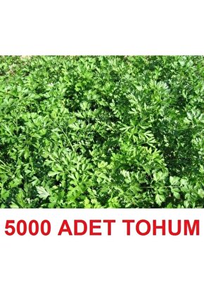 5000 Adet Geniş Yapraklı Köylü Maydanoz Tohumu