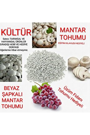 30.000 Beyaz Şapkalı Kültür Mantarı Tohumu Ve Yönerge