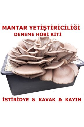 Kavak Mantarı Tohumu Ve Kavak Mantarı Kompostu Içerisinde Ekili Hazır Deneme Hobi Kiti