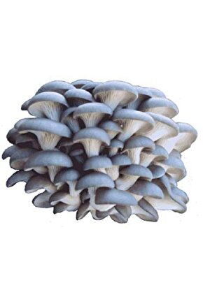 30.000 Adet Kayın Mantarı Tohumu, Yeteri Kadar Ekim Poşeti, Mantar Ekim Yönergesi