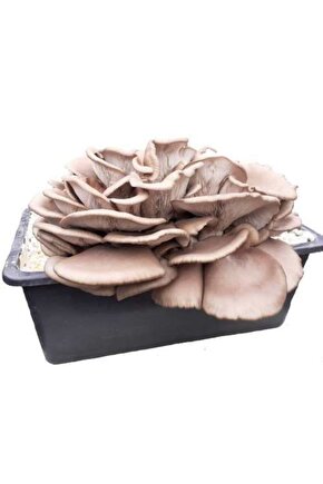 Istiridye Mantarı Tohumu Ve Istiridye Mantarı Kompostu Içerisinde Ekili Hazır Deneme Hobi Kiti