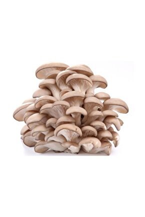 Ekim Torbası Ve Eğitim Kılavuzu Hediyeli Ortalama 3000 Adetli Kayın Mantarı Tohumu