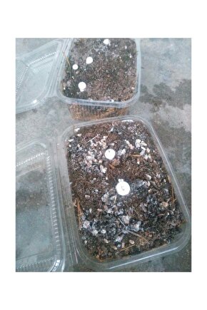 Kültür Mantarı Tohumu Ekili Deneme Hobi Kiti