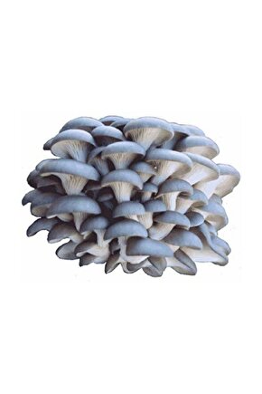 Yaprak Mantarı Tohumu 100 gr.