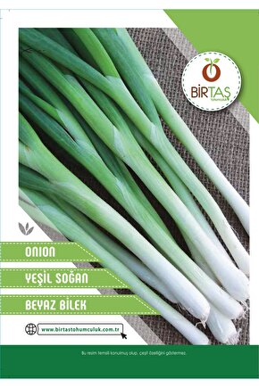 Yeşil Soğan