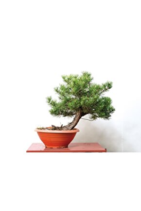 5 Adet  - Karaçam  Ağacı Tohumu Bonsai Ağacı Tohumu - pinus nigra