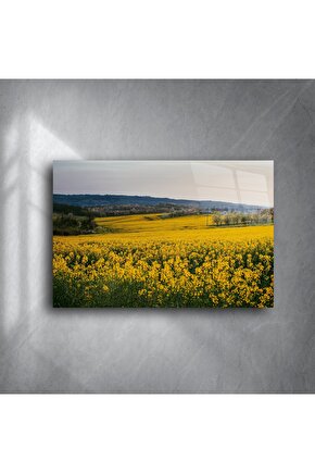 Doğal Gün Batımı Manzaralı Kanola Tarlası Tuval Tablo