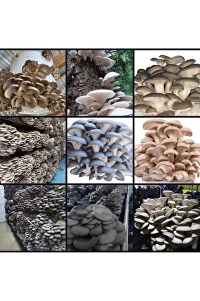 3000 Adet İstiridye Kavak Mantarı Tohumu+ Ekim Poşetleri+ Eğitim Kılavuzu+ Üzüm Fidanı Tohumu Hediye