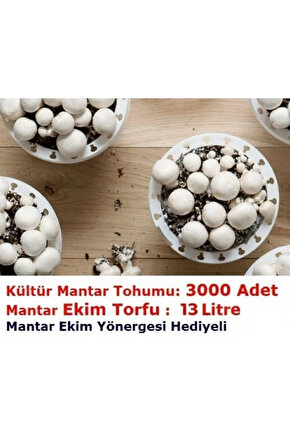 3000 Adet Kültür Mantar Tohumu ve 13 Litre Mantar Ekim Torfu