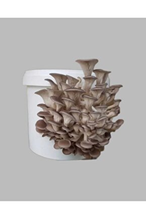 Mantar Tohumu Ekili Kova