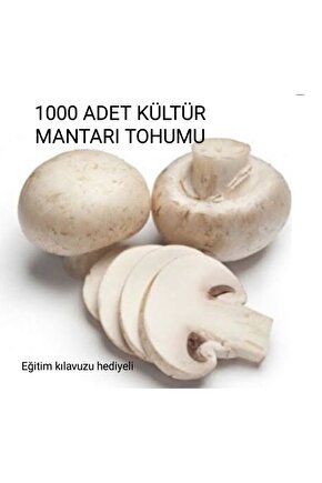 1000 Adet Kültür Mantarı Tohumu + Eğitim Kılavuzu + Hediye