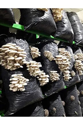 Özel Mikrodelikli Mantar Ekim Poşeti