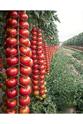 10.000 Adet Hibrit Domates Tohumu