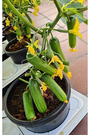 Turşuluk Salatalık Tohumu 1500 Adet