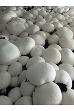 51 Kğ Beyaz Şapkalı Kültür Mantarı Tohumu