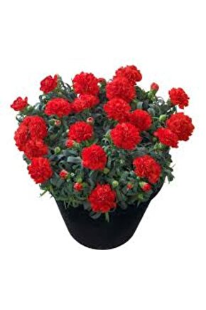 13 Litre Karanfil Çiçeği Ekim ve Bakım Torfu