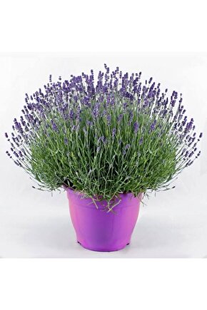 13 Litre Lavanta Çiçeği Ekim ve Bakım Torfu