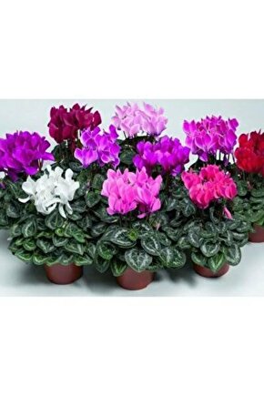 13 Litre Sıklemen Çiçeği Ekim ve Bakım Torfu