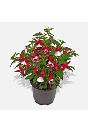 13 Litre Küpeli Çiçeği Ekim ve Bakım Torfu