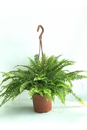 13 Litre Aşk Merdiveni Bitkisi Ekim ve Bakım Torfu