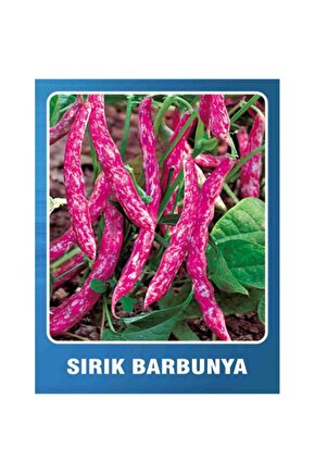 200 Adet Sırık Fasulye Barbunya Ata Tohumu