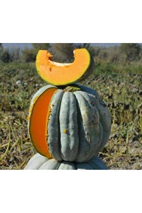 Dev Kestane Bal Kabağı Tohumu (1adet)