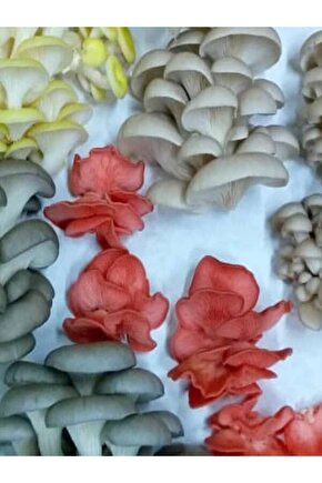 1 gr Yaprak Mantarı Tohumu