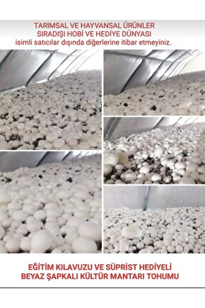 30.000 Adet Beyaz Şapkalı Kültür Mantarı Tohumu + Kılavuz + Hediye Üzüm Fidanı Tohumu