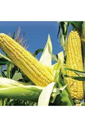 Mısır Tohumu 20 Adet