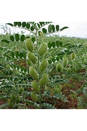 300 Adet Yeşil Yemelik Nohut Tohumu