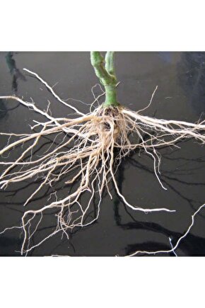 Bitki Köklendiren Hormon 50 Ml Ve Bitki Köklendirme Perliti 6 Litre