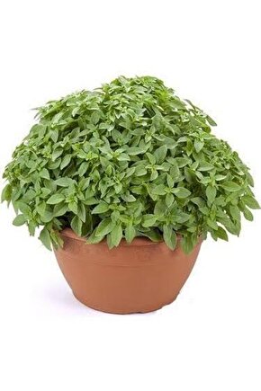 13 Litre Reyhan Fesleğen Ekim Torfu