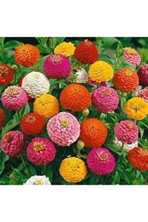 13 Litre Çiçekli Bitkiler Için Özel Torf