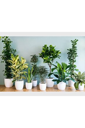 13 Litre Yeşil Yapraklı Bitkiler Için Özel Torf