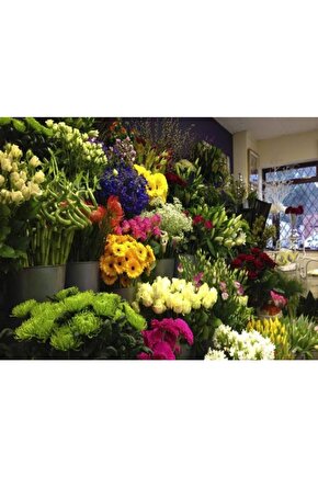 13 Litre Yeşil Yapraklı Ve Çiçekli Bitkiler Için Özel Torf