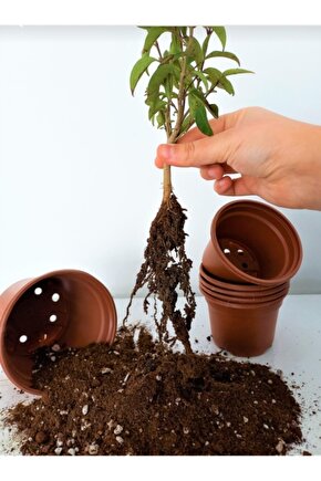 12 Litre Bitki Köklendirme Torfu