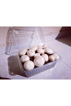 Kültür Mantarı Tohumu Ekili Kutu Ve Yönerge