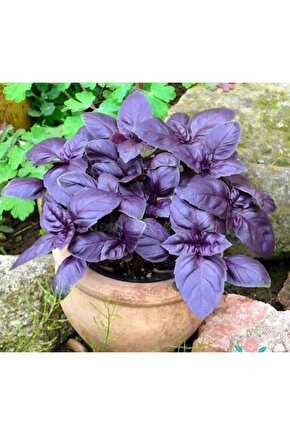 Mor Fesleğen(reyhan) Tohumu(100 Tohum)