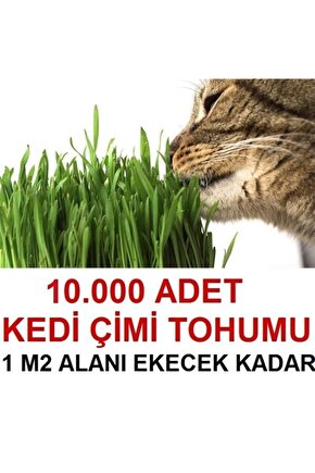Kedi Çimi Tohumu (ORTALAMA 10.000 ADET)