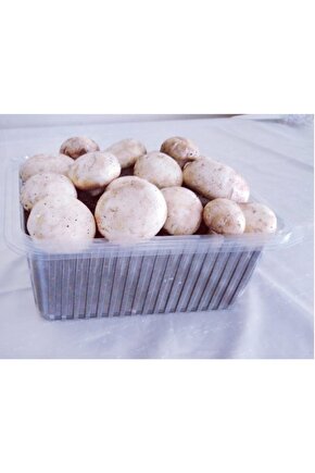 Kültür Mantarı Tohumu Ekili Kutu + Eğitim Kılavuzu