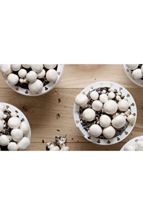 100 gr Kültür Mantarı Tohumu Ve 12 Litre Kültür Mantarı Kompostu (MANTAR EKİM TORFU) Ve Kılavuz