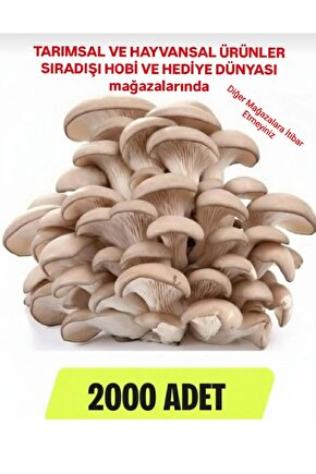 2000 Adet Istiridye Kavak Mantarı Tohumu + Ekim Poşetleri + Eğitim Kılavuzu ve Hediye Üzüm Tohumu