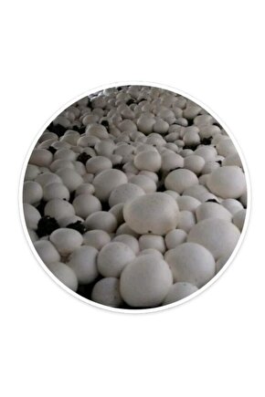 12 Litre Mantar Ekim Kompostu Torfu