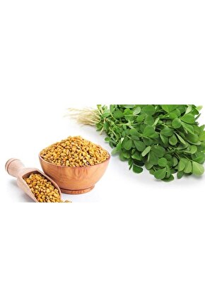 Yonca Tohumu (20.000 Adet)