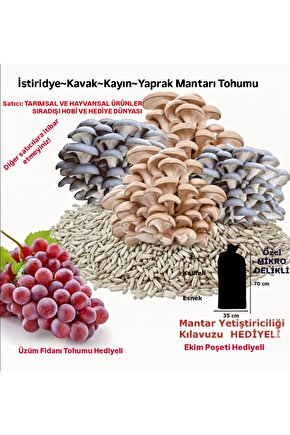 3000 Adet Ortalamalı Istiridye Mantarı Tohumu, Ekim Torbası Ve Yönerge