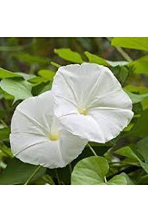 15 Adet Tohum Gece Güzeli Çiçek Tohumu