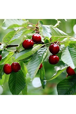Yediveren Kiraz Ağacı Tohumu 10 Adet